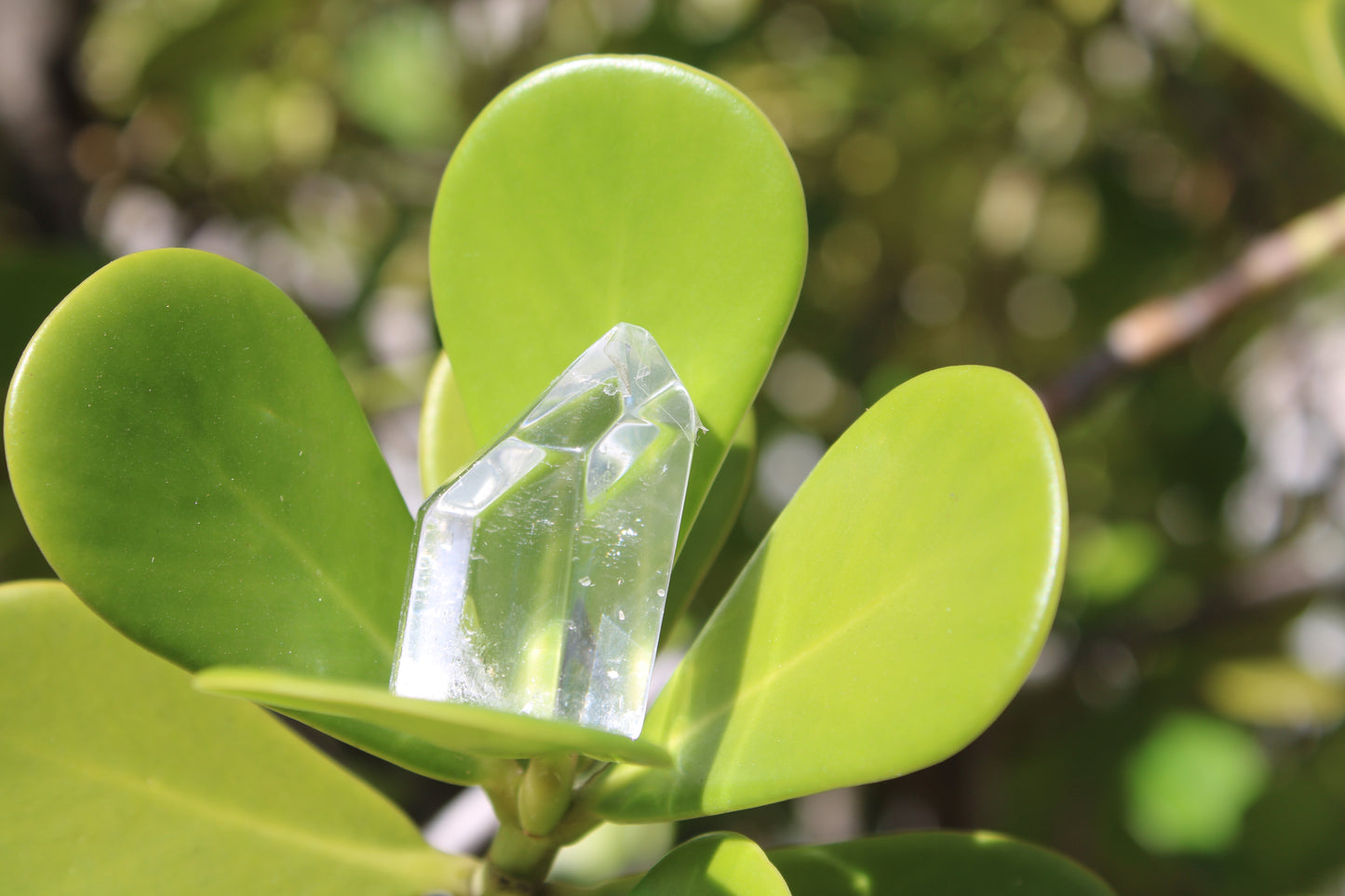 Tiny Clear Quartz Point Crystal