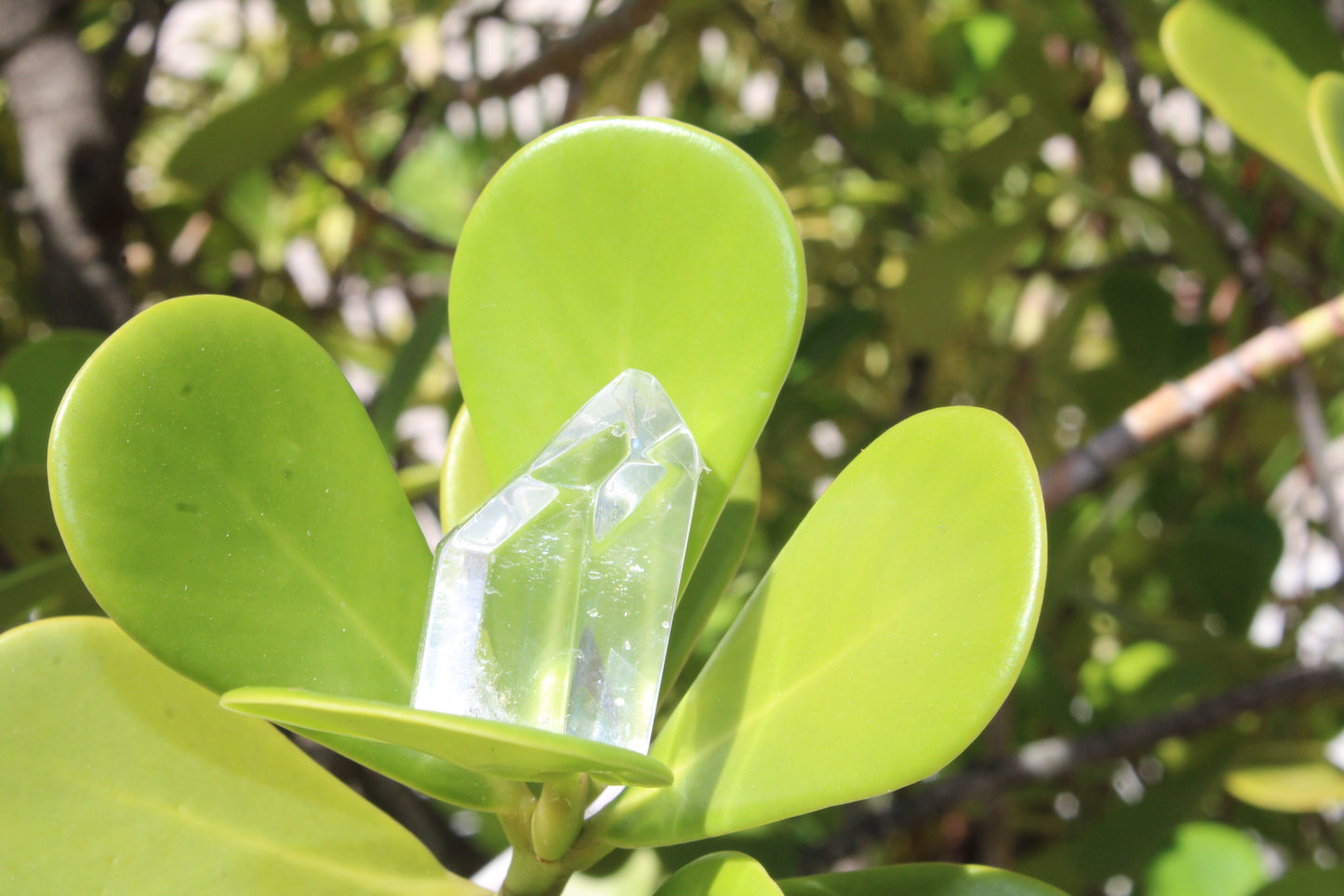 Tiny Clear Quartz Point Crystal