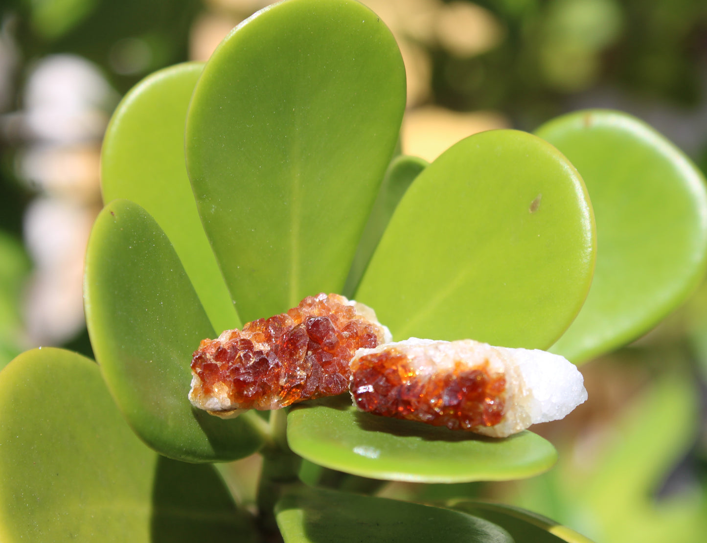 Citrine or Amethyst tiny geode